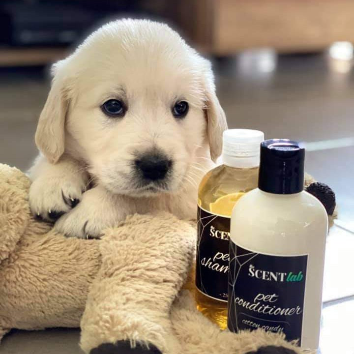 Shampoo for sale lab puppy